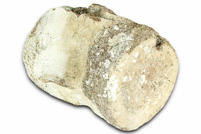 Fossil Whale Caudal Vertebra - Yorktown Formation #362056